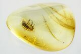 Detailed Fossil Death-Watch Beetle (Dryophilinae) in Baltic Amber #315302-1
